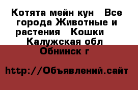 Котята мейн кун - Все города Животные и растения » Кошки   . Калужская обл.,Обнинск г.